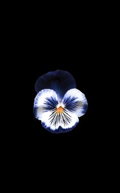 a blue and white pansy flower in the night sky with its petals glowing brightly