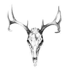 a drawing of a deer skull with antlers on it's head and long horns