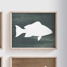 three framed pictures with fish on them hanging on the wall