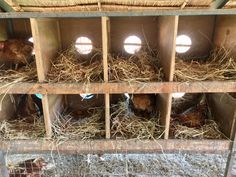 several chickens are in their cages with hay