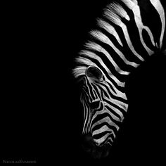 a black and white photo of a zebra's head in the dark with its eyes open