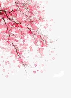 a tree with lots of pink flowers on it's branches in front of a white background