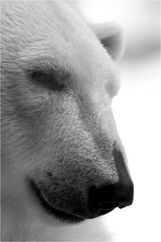 a polar bear with his eyes closed looking into the distance, in black and white