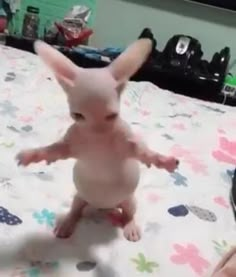 a small white dog standing on top of a bed