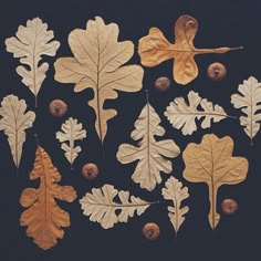 several different types of leaves and acorns on a black background