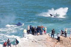 a group of people standing on top of a cliff next to the ocean watching a whale