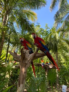 two colorful parrots sitting on top of a tree branch in a tropical setting with palm trees