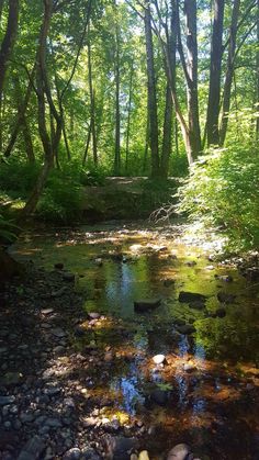 a small stream running through a forest filled with lots of green trees and rocks on the ground