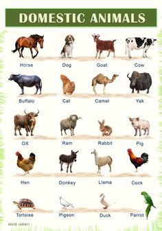 an animal chart with different types of animals