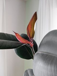 a plant with red and green leaves in front of a white curtained room window