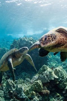 two green sea turtles swimming in the ocean with corals and spongeweed on the bottom