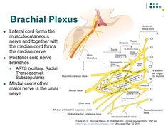 diagram of the branches of the brachiaal plexus, labeled in yellow