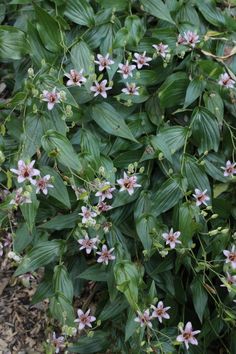 the flowers are blooming very quickly in the garden