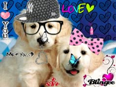 two white dogs wearing glasses and hats with hearts on the wall in the back ground