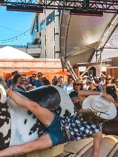 a group of people sitting on top of benches next to a white and black cow