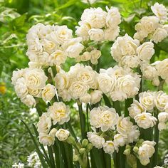 many white flowers are growing in the garden