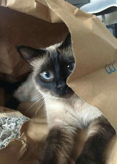 a siamese cat sitting in a brown paper bag