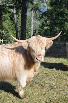 an animal that is standing in the grass