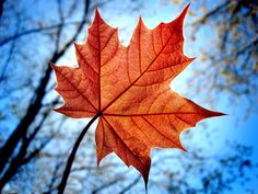 a red leaf is shown in front of the blue sky and some trees with leaves on it