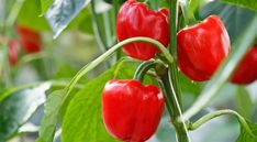 7 Essential Tips for Growing Thriving Peppers in Pots - Home Garden Tips Companion Planting Guide, Seed Starting Soil, Growing Peppers, Cucumber Beetles, Farmers Almanac, Bean Plant, Sweet Bell Peppers