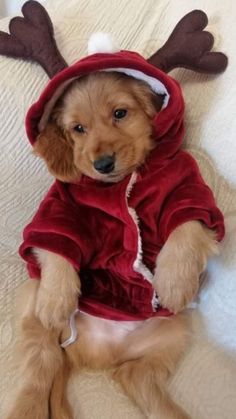 a small dog wearing a reindeer costume on top of a bed