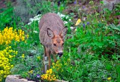 a deer is standing in the middle of some flowers