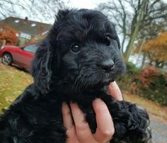 a small black puppy is being held by someone