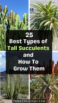 A guide to the best types of succulents with succulent types chart and types of succulents with pictures. Includes tips on growing different succulents plants and exploring succulent names. Types Of House Plants, Plants Types, Tall Succulents, Water Succulents, Different Types Of Succulents, Succulent Names, Types Of Succulents Plants, Succulent Landscape, How To Water Succulents