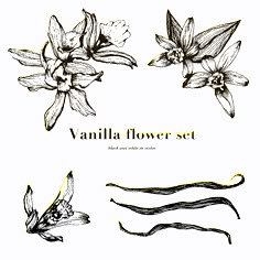 the vanilla flower set is shown in black and white