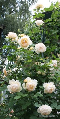 white roses are blooming in the garden