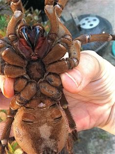 a close up of a person's hand holding a taradabe in front of the camera