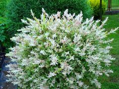 a bush with white flowers in the middle of a yard