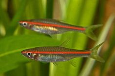 two small red and blue fish swimming next to each other on top of green plants