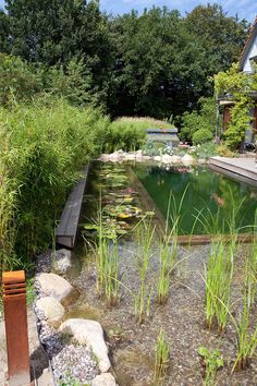 a small pond surrounded by grass and rocks