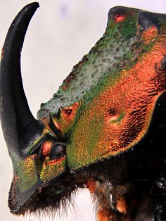 a close up of a bug with long horns on it's head and eyes