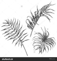 black and white drawing of leaves on a white background stock photo - image 34978