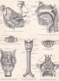 an old medical diagram shows the anatomy of the head and neck