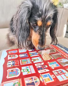 a long haired dog sitting on top of a red table next to a box filled with magnets