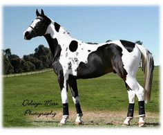 a black and white horse standing on top of a lush green field with trees in the background