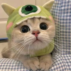 a white cat wearing a green costume on top of a blue and white checkered couch