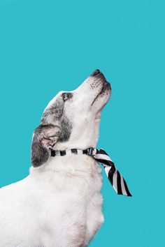 a white dog wearing a black and white striped neck tie looking up at the sky