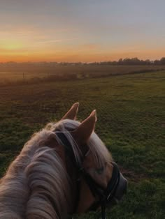 a horse that is standing in the grass looking at the sun going down behind it