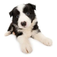 a black and white puppy laying on the floor looking at the camera with blue eyes