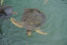 two turtles swimming in the water together