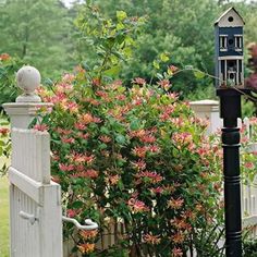 a bird house on top of a post next to a fence and flowers in the yard