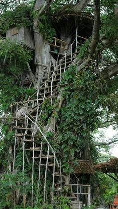 a tree house built into the side of a large tree trunk with vines growing all over it