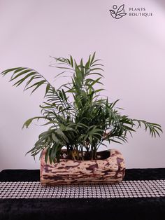 a potted plant sitting on top of a table