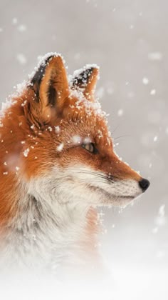 a red fox in the snow looking at something