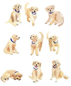 six dogs are shown in different positions and colors