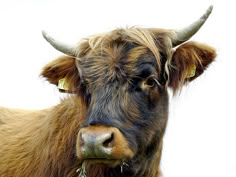 a brown cow with large horns standing in front of a white background